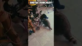 Я никогда не видел столько енотов! (И не трогал)