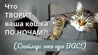 Your Cat's Secret World: Nighttime Games That Concern You!