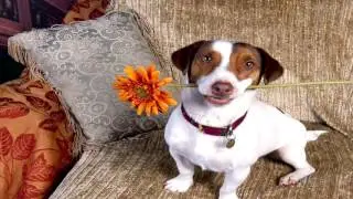 Jack Russell Parasite Prevention