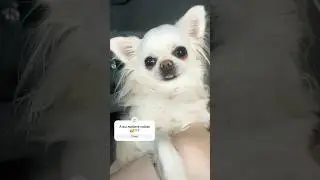 #чихуахуа #chihuahuapuppy #рек #doglover