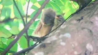 Jungle babbler | Some tender moments #nature #naturelovers #naturephotography#naturesounds #birds