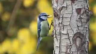 Blue Tit Bird gathering Food