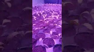 баклажаны