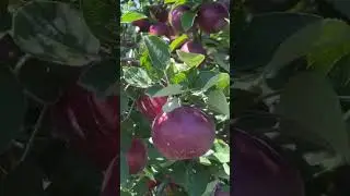 Apple 🍎