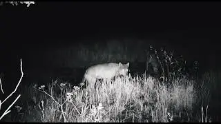 Bush TV - Wolves Trail Cam