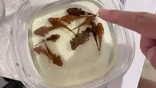 Pseudohemiodon apithanos ‘Red’ juveniles