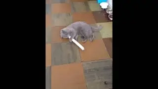 Мой лучший друг его зовут Альбик но его уже нет в живых ((((