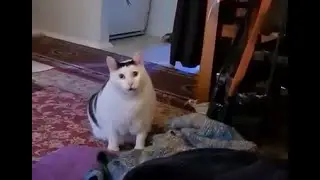 Кот мяукает 10 часов