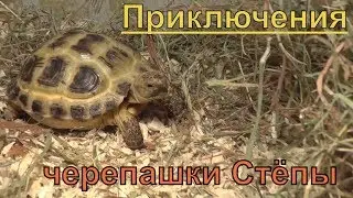 Один день из... приключения черепашки Степы | среднеазиатская черепаха