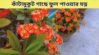কাটামুকুট গাছের যত্ন || Euphorbia Milii Plant Care
