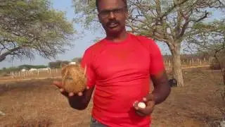 ideomotor effect - truth in finding ground water using egg and coconut