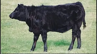 Выявление больных животных