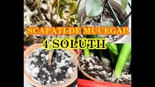 How to get rid of mold on potted soil 