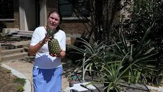 Get It Growing: How to grow pineapples at home