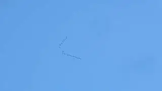 До свидания Журавушки... Улетает 1-й клин 26.08.2023г.