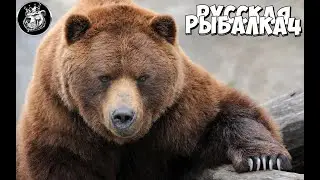 Русская Рыбалка 4 !Забери у меня свою бальсу)Ночной Стрим Медведя!!