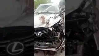 Медведя сбил Лексус или медведь сбил Лексус?