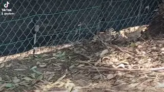 momma chicken with the babies 7/20/24