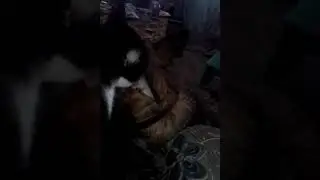 живут как кошка с собакой!