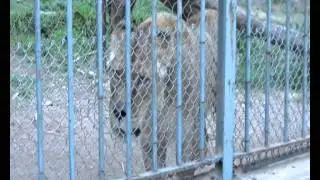 Zoológico de Villa Dolores = Cárcel de Inocentes. Nosotros 12 hs, ellos toda su VIDA