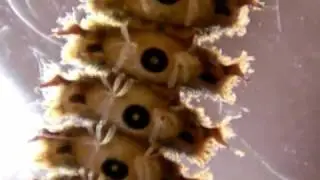 South Park Watersnipe Midge Maggot