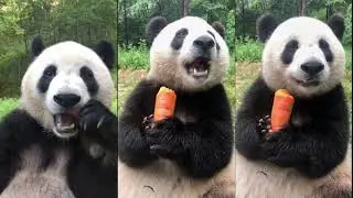 Please have carrots with me every day ❤️ Panda eating show