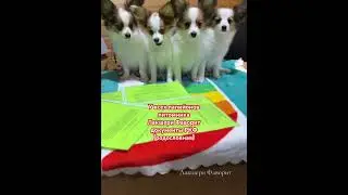 Породистые и породные папийоны из Лакшери Фаворит