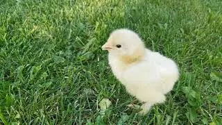 CİVCİV SESİ 5 GÜNLÜK BRAHMA