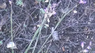 Цветы Бурятии