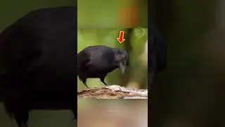 Самая умная птица в деле