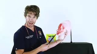 Anatomy of Buccal Fat - Buccal Fat Pad Removal Highlight