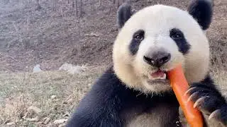 Panda eats carrot ❤️ Panda Food | Cute Animals 2021