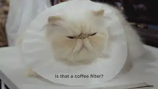 CATWALK: Tales From the Cat Show Circuit - Official Trailer