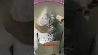 Уха из лосося