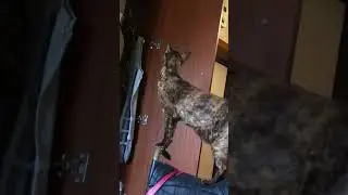 #cat ориентальная кошка Несси