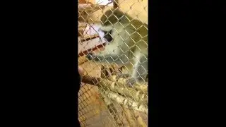 Забавная игра обезьянки