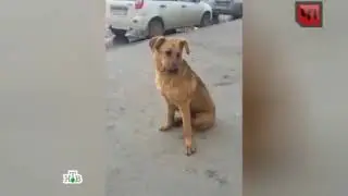 Run Over