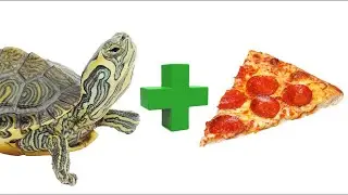 Turtle + Pizza Slice = ?
