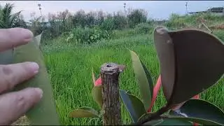 Let's do a quick check on my plants, have not sèen them for months