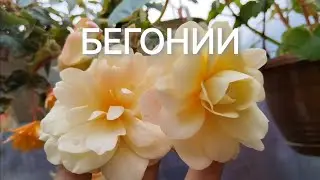 БЕГОНИИ моя КОЛЛЕКЦИЯ