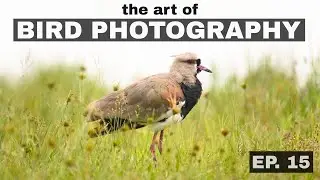 Small changes lead to BIG differences in photography? The Art of Bird Photography (Episode 15)