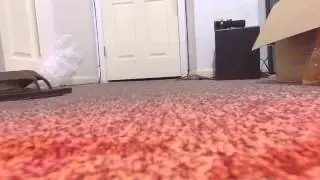 coco