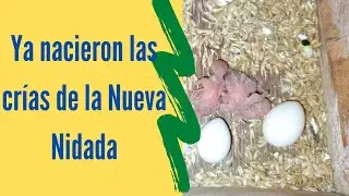 La Nueva Nidada de Limón y Cielo | Crías de Periquitos | Aves y Más.