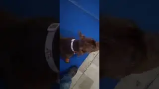 Luna learning the 1 2