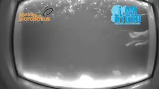 testing automatic fish classification on poor footage (turbid water, algae, low lighting)