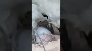 Tavuk yumurtlama anı