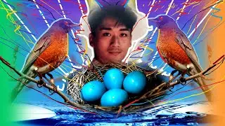 What Can I do With These Blue Eggs?