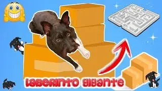 GIANT CARDBOARD BOX MAZE! Lana Funny Dogs