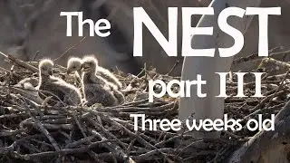The Nest part 3, Three weeks old
