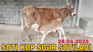 ONA BOLA SIGIR SOTILADI ☎️902052128